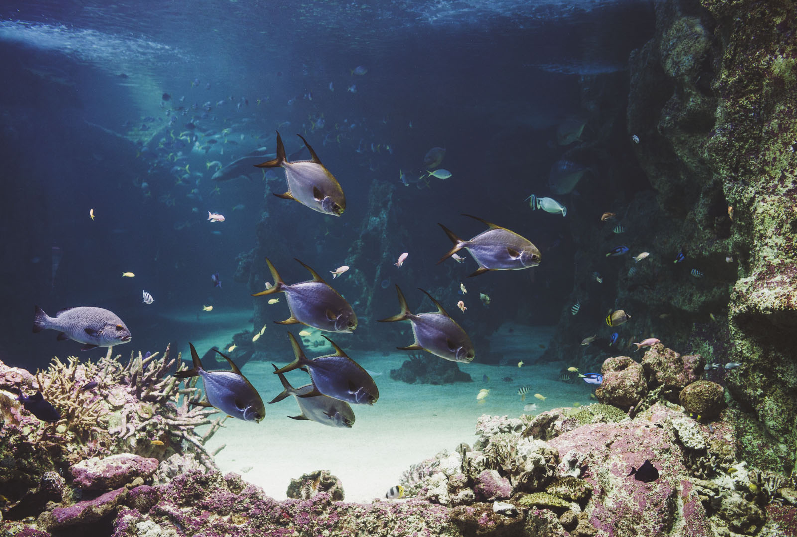 Sydney Aquarium Darling Harbour